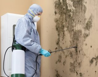 mold damage